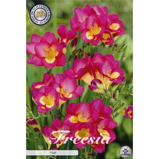 Freesia 'Pink' 15-pack